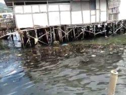 Limbah Oli Sejak 2 Bulan Lalu Cemari Biota Laut di Pantai Panjang Lampung