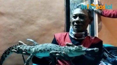 Anak Buaya Nyasar ke Halaman Rumah Warga Kaliawi Bandarlampung Saat Banjir