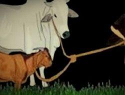Mulai Marak, Pencurian Sapi, 2 Ditemukan Masih Hidup, 1 Sisa Tulang