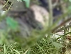 Mayat Wanita Tanpa Identitas Ditemukan di Kali Putih Kabupaten Lampung Tengah