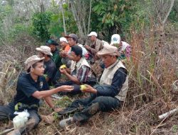 18 Gajah Liar Sempat ‘Mampir’ ke Kantor Camat Suoh Kabupaten Lampung Barat