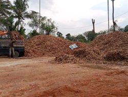 Harga Singkong Tak Terkendali di Lampung Utara, Harga Pupuk Makin Berjaya