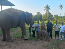 Mega dan Aris dapatkan Bayi Gajah di Kebun Binatang Lembah Hijau Lampung