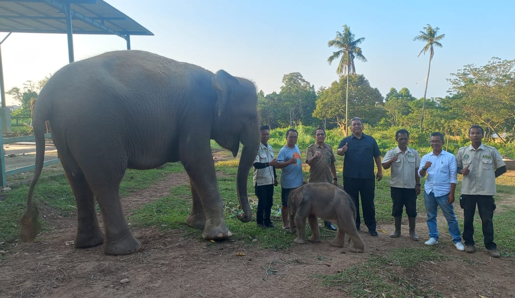 IMG 20220809 WA0101 Mega dan Aris dapatkan Bayi Gajah di Kebun Binatang Lembah Hijau Lampung