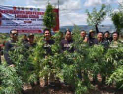 Hasil Ungkap dari Pelabuhan Bakauheni, Ladang Ganja 2 Hektar 20.000 Batang Dimusnahkan