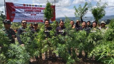 Hasil Ungkap dari Pelabuhan Bakauheni, Ladang Ganja 2 Hektar 20.000 Batang Dimusnahkan