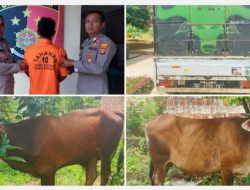 ‘Tukang’ Maling Sapi Dikenal Cerdik Ini Ditangkap Polsek Sukoharjo Kabupaten Pringsewu