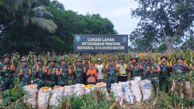 Panen Raya, Tiga Ton Jagung Hasil Panen Koramil 410-06 Kedaton Kota Bandar Lampung