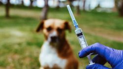 Distan Bandar Lampung Siap Gelar 1000 Dosis Vaksin Rabies