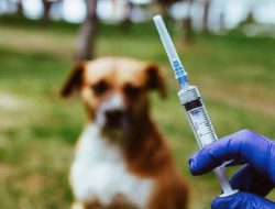 Distan Bandar Lampung Siap Gelar 1000 Dosis Vaksin Rabies