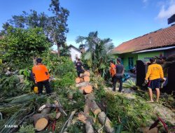 Pohon Besar dan Tua itu Akhirnya Roboh Tanpa Korban Jiwa dan Materi Berarti