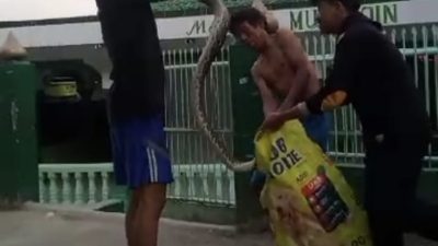 Ular 3 Meter Kesiangan Susuri Pemukiman Padat Kelurahan Sukajawa Kota Bandar Lampung