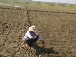 Tiga Lokasi Lahan Persawahan di Lampung Tercemar Air Laut, Ancam Produksi Padi Menurun!