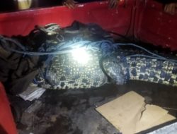 Kerap Hantui Warga Sukaraja, Buaya Sepanjang Tiga Meter Akhirnya Tertangkap
