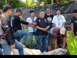 DPD IWO Indonesia Pringsewu Adakan Pemotongan Sapi