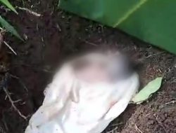 Warga Pekon Kerta Kota Agung Timur Digegerkan Penemuan Mayat Bayi Perempuan Dilubang Perkebunan Dekat Persawahan