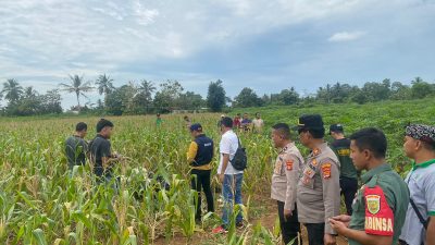 Penemuan Mayat Wanita dalam Karung di Kebun Jagung Lampung Timur
