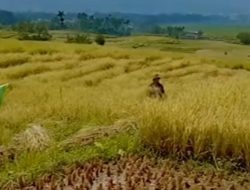 Pemprov Lampung ‘Bokek’, Tapi Indeks Harga yang Diterima Petani di Lampung Masih Tinggi