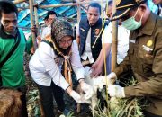 Pemkot Bandar Lampung Kerahkan Dokter Hewan Guna Pastikan Keamanan Daging Kurban