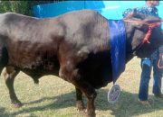 Walikota Bandar Lampung Bunda Eva Dwiana Salurkan 93 Hewan Qurban Ke Masyarakat Kota Bandar Lampung
