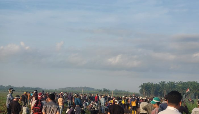 11 Tahun Sengkarut, Masyarakat Lampung Tengah Tanami Lahan PT BSA
