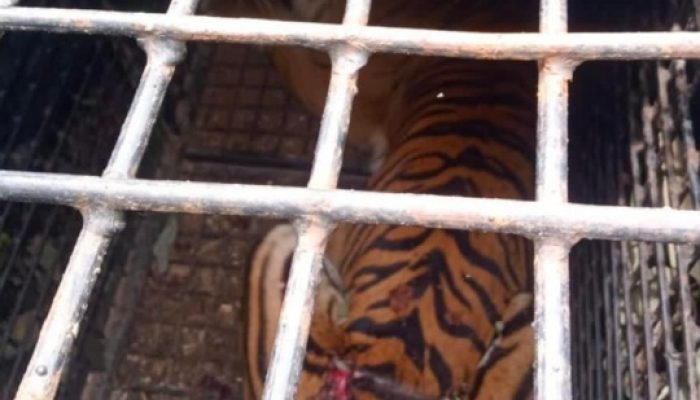 Harimau Sumatera Tertangkap di Sukabumi Lambar, Petugas Tunggu BKSDA Untuk Proses Evakuasi
