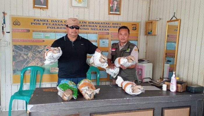 Ungkap Penyelelundupan Satwa Dilindungi, Polda Lampung Imbau Masyarakat Aktif Laporkan