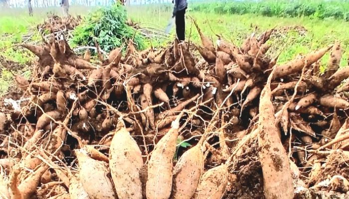 Relaksasi Rafaksi Ubi Kayu: Politik Simulasi Mengulur Waktu agar Perda Tidak Dipermalukan