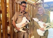 Stok Daging Sapi dan Kerbau Lampung 2025 Menyala, Surplus 3.955 Ton