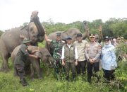 Pemerintah Bangun Pembatas 138 Km di Way Kambas, Solusi Permanen Konflik Gajah dan Manusia