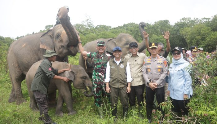 Pemerintah Bangun Pembatas 138 Km di Way Kambas, Solusi Permanen Konflik Gajah dan Manusia