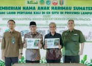 Gubernur Mirza Perkenalkan Puspa dan Muli Sikop, Bukti Nyata Keberhasilan Konservasi Harimau Sumatera