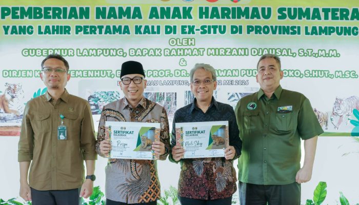 Gubernur Mirza Perkenalkan Puspa dan Muli Sikop, Bukti Nyata Keberhasilan Konservasi Harimau Sumatera