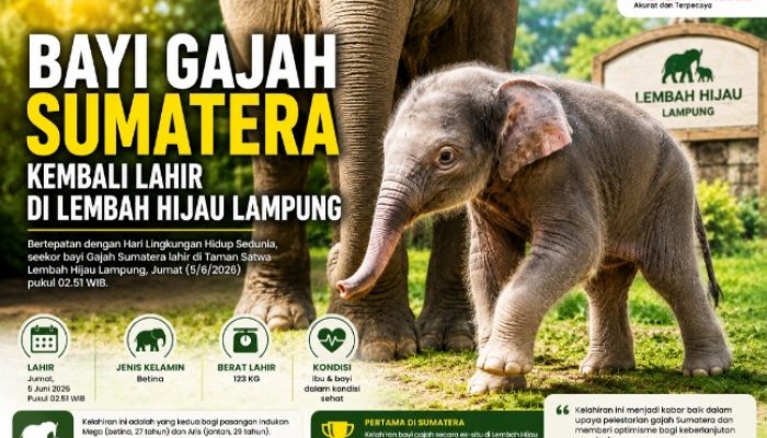 Usai Harimau, Bayi Gajah Sumatera Kembali Lahir di Lembah Hijau Lampung