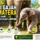 Usai Harimau, Bayi Gajah Sumatera Kembali Lahir di Lembah Hijau Lampung