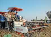 Gubernur Lampung dan Pangdam XXI/Radin Inten Ikuti Panen Raya TNI Serentak, Dukung Swasembada Pangan Nasional