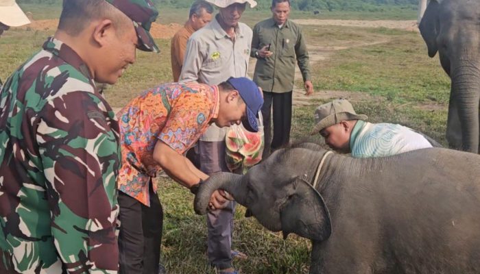 Marsda Dedi: Way Kambas Harus Dijaga Bersama demi Masa Depan Gajah Sumatra