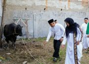 Sapi Kurban Presiden Disalurkan ke TBB