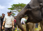 Era Gubernur Mirza, Pemprov Lampung Perkuat Konservasi Way Kambas Berbasis Harmoni Manusia dan Gajah