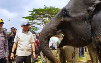 Era Gubernur Mirza, Pemprov Lampung Perkuat Konservasi Way Kambas Berbasis Harmoni Manusia dan Gajah