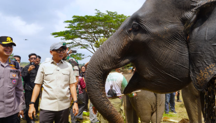 Era Gubernur Mirza, Pemprov Lampung Perkuat Konservasi Way Kambas Berbasis Harmoni Manusia dan Gajah