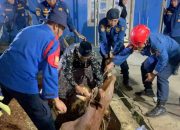 Sapi Kurban 487 Kilogram Tercebur ke Galian Berakhir Dievakuasi dengan Penyembelihan Darurat