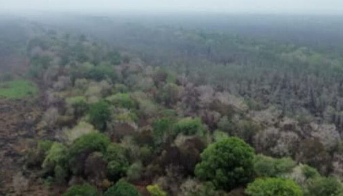 Hujan Bantu Padamkan Karhutla Di Way kambas, Pemprov Lampung Lanjutkan Pemantauan