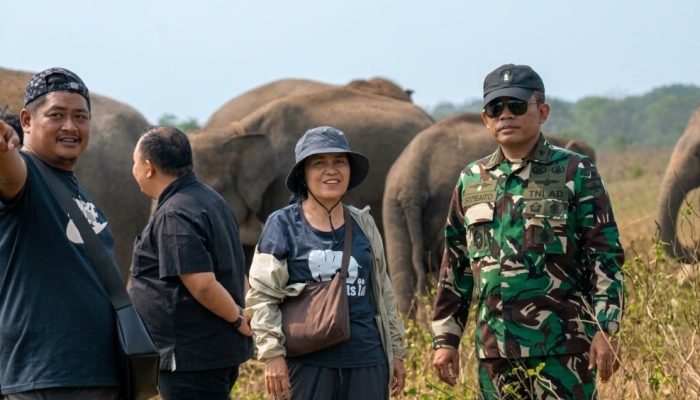 Sepuluh Tahun Dihantui Jerat Pemburu, Kisah Pilu Gajah Erin Bertahan Hidup dengan Belalai Buntung di Way Kambas