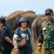 Sepuluh Tahun Dihantui Jerat Pemburu, Kisah Pilu Gajah Erin Bertahan Hidup dengan Belalai Buntung di Way Kambas