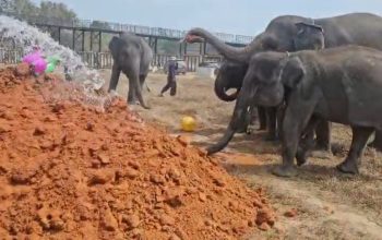 Menuju Pengelolaan Berbasis Kesejahteraan Satwa, Gajah Way Kambas Dilatih Hidup Bebas Berkelompok