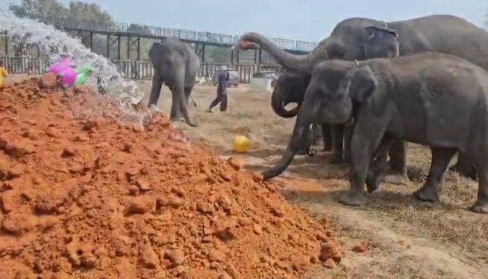 Menuju Pengelolaan Berbasis Kesejahteraan Satwa, Gajah Way Kambas Dilatih Hidup Bebas Berkelompok