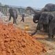Menuju Pengelolaan Berbasis Kesejahteraan Satwa, Gajah Way Kambas Dilatih Hidup Bebas Berkelompok